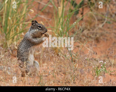 Ein Felsen Eichhörnchen (Otospermophilus variegatus) Fütterung auf einige Unkräuter. Im Arches National Park, Utah gedreht. Stockfoto