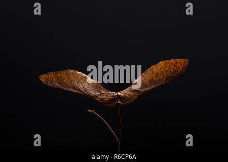 Farbe Bild von Braun, getrocknet Spinning sycamore Samen in Nahaufnahme mit schwarzem Hintergrund Stockfoto