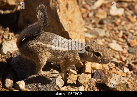 White-tailed Antilope Eichhörnchen im Joshua Tree National Park in Kalifornien in den USA Stockfoto