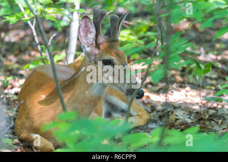 Young Buck, White tailed deer legt und scheint auf dem Boden eines Frühling Wald zu stellen. Stockfoto