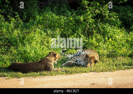 Wilde afrikanische Leoparden. Ein leopard Paar. Sri Lankan Leoparden, Panthera pardus kotiya, Big Cat entdeckt Stockfoto