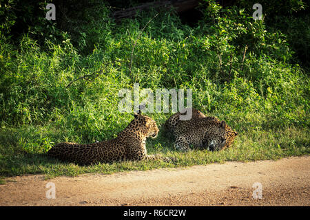 Wilde afrikanische Leoparden. Ein leopard Paar. Sri Lankan Leoparden, Panthera pardus kotiya, Big Cat entdeckt Stockfoto