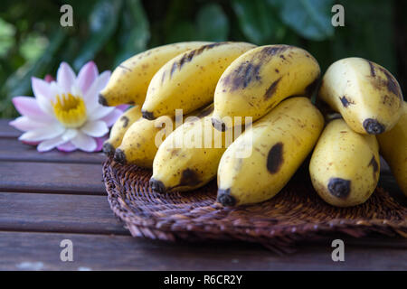 Gelbe Bananen angebaut, Raw Organic Gelb Baby Bananen in einem Bündel Stockfoto