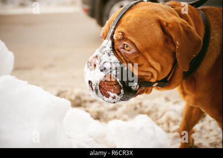 Winter Spaziergang im Schnee mit einer Hunderasse Bordeauxdogge. Stockfoto
