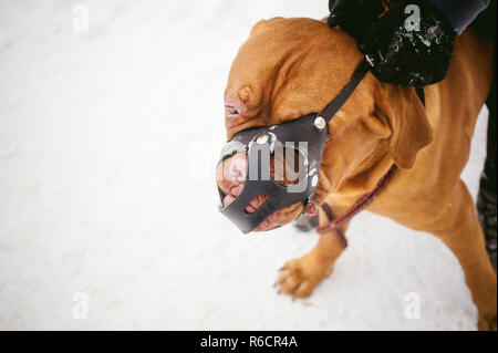 Winter Spaziergang im Schnee mit einer Hunderasse Bordeauxdogge. Hände auf einem schwarzen Hund Maulkorb Stockfoto