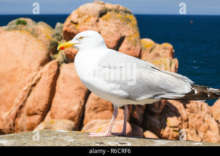 Möwe auf Boulder auf felsigen Küste von Île de Bréhat Stockfoto