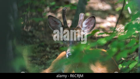 Young Buck, White tailed deer legt und scheint auf dem Boden eines Frühling Wald zu stellen. Stockfoto