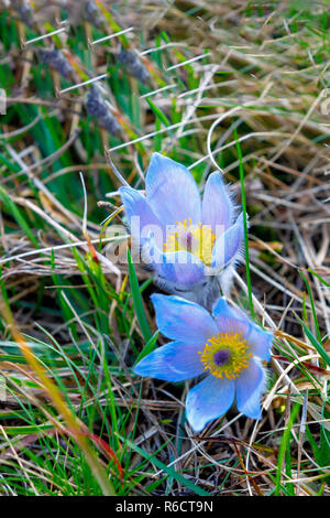 Spring Flower Pulsatilla pratensis (kleine Pasque flower) Stockfoto