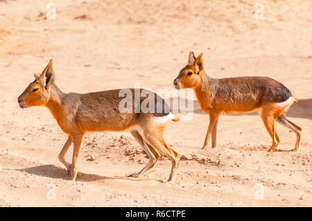 Die Patagonischen Mara (Dolichotis Patagonum) Oasis Lagoon Al Qudra Seen in der Wüste in den Vereinigten Arabischen Emiraten in Arabien Stockfoto