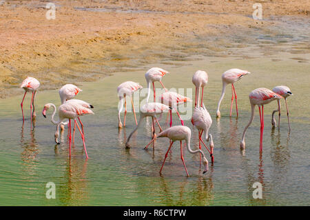 Rosa Flamingos in der Lagune Ras Al Khor in Dubai, Vereinigte Arabische Emirate Stockfoto