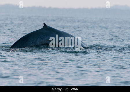 Der Pottwal (Physeter macrocephalus) oder Cachalot, Trincomalee, Sri Lanka Stockfoto