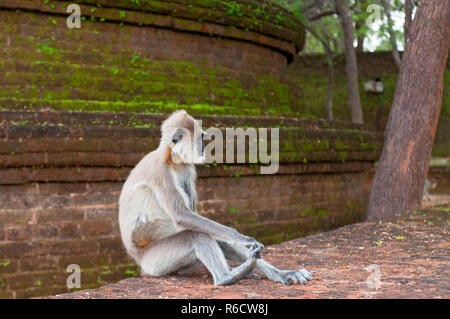 Grau Langurs Langurs oder Hanuman, der am meisten verbreiteten Langurs des indischen Subkontinents, sind eine Gruppe von Alt- Welt- Affen, Polonnaruwa, Sri Lanka Stockfoto