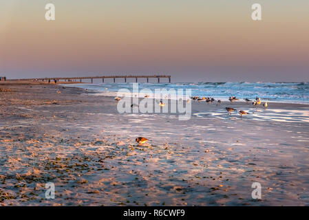 Seevögel paradieren auf frühen Sonnenaufgang am Miami Beach Fishing Pier, während der Goldenen Stunde Stockfoto