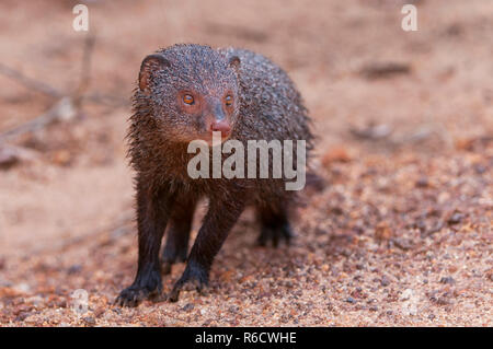 Ruddy Mungo (Herpestes Smithii) In Yala National Park in Sri Lanka Stockfoto