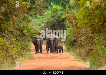 Asiatische oder Asiatischen Elefanten (Elephas Maximus) Familie, überqueren Sie die Straße in Yala National Park, Sri Lanka Stockfoto