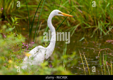 Die Silberreiher (Ardea alba), auch bekannt als Die Gemeinsame Egret, große Reiher oder Großen weißen Reiher stehend auf umgestürzte Bäume im Sumpf Yala National Par Stockfoto