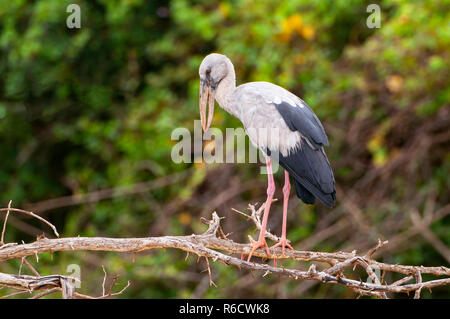 Asian Openbill (anastomus Oscitans), Yala National Park, Sri Lanka, Asien Stockfoto