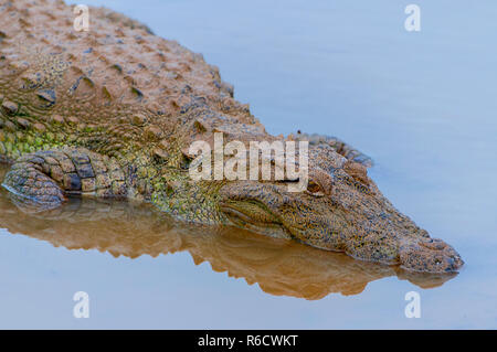 Das Salzwasser Krokodil (Crocodylus Porosus), auch als die Mündungs- Krokodil, Indopazifik Krokodil, Yala National Park Sri Lanka bekannt Stockfoto