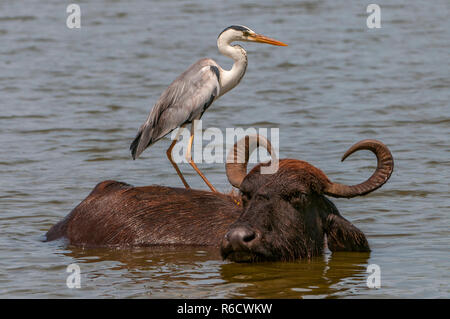 Graureiher (Ardea cinerea) und Asiatische Wasserbüffel (Bubalus bubalis") In Yala National Park, Sri Lanka Stockfoto