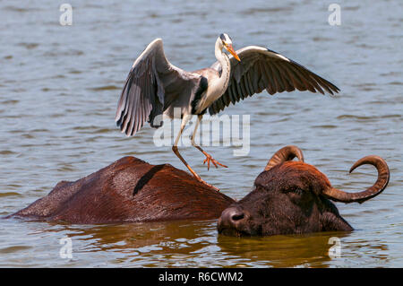 Graureiher (Ardea cinerea) und Asiatische Wasserbüffel (Bubalus bubalis") In Yala National Park, Sri Lanka Stockfoto