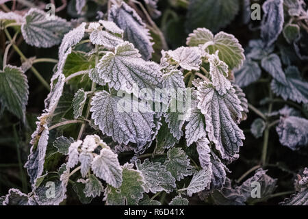 05. Dezember 2018, Niedersachsen, Holle: Brennnesseln sind mit feinen Raureif bedeckt. Foto: Ole Spata/dpa Stockfoto