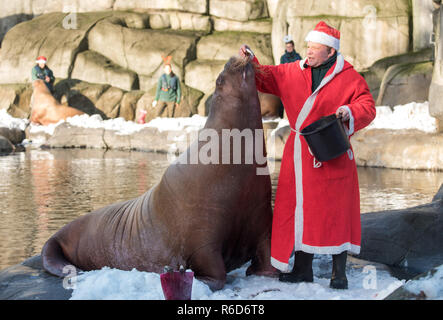 Hamburg, Deutschland. 05 Dez, 2018. Dirk Stutzki, Tierpfleger, verkleidet als Weihnachtsmann, Feeds ein Walross mit Garnelen und Fische in Hagenbecks Tierpark. Die walrosse erhielt Garnelen und Schnee von einem Schnee Maschine als Überraschung vom Nikolaus. Credit: Daniel Bockwoldt/dpa/Alamy leben Nachrichten Stockfoto