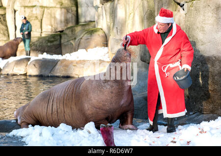 Hamburg, Deutschland. 05 Dez, 2018. Dirk Stutzki, Tierpfleger, verkleidet als Weihnachtsmann, Feeds ein Walross mit Garnelen und Fische in Hagenbecks Tierpark. Die walrosse erhielt Garnelen und Schnee von einem Schnee Maschine als Überraschung vom Nikolaus. Credit: Daniel Bockwoldt/dpa/Alamy leben Nachrichten Stockfoto