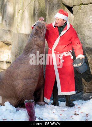 Hamburg, Deutschland. 05 Dez, 2018. Dirk Stutzki, Tierpfleger, verkleidet als Weihnachtsmann, Feeds ein Walross mit Garnelen und Fische in Hagenbecks Tierpark. Die walrosse erhielt Garnelen und Schnee von einem Schnee Maschine als Überraschung vom Nikolaus. Credit: Daniel Bockwoldt/dpa/Alamy leben Nachrichten Stockfoto