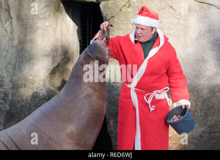 Hamburg, Deutschland. 05 Dez, 2018. Dirk Stutzki, Tierpfleger, verkleidet als Weihnachtsmann, Feeds ein Walross mit Garnelen und Fische in Hagenbecks Tierpark. Die walrosse erhielt Garnelen und Schnee von einem Schnee Maschine als Überraschung vom Nikolaus. Credit: Daniel Bockwoldt/dpa/Alamy leben Nachrichten Stockfoto