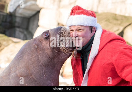 Hamburg, Deutschland. 05 Dez, 2018. Dirk Stutzki, Tierpfleger, bekommt einen Kuss von einem Walross verkleidet als Weihnachtsmann in Hagenbecks Tierpark. Die walrosse erhielt Garnelen und Schnee von einem Schnee Maschine als Überraschung vom Nikolaus. Credit: Daniel Bockwoldt/dpa/Alamy leben Nachrichten Stockfoto