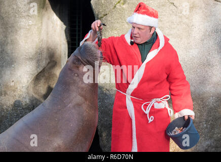 Hamburg, Deutschland. 05 Dez, 2018. Dirk Stutzki, Tierpfleger, verkleidet als Weihnachtsmann, Feeds ein Walross mit Garnelen und Fische in Hagenbecks Tierpark. Die walrosse erhielt Garnelen und Schnee von einem Schnee Maschine als Überraschung vom Nikolaus. Credit: Daniel Bockwoldt/dpa/Alamy leben Nachrichten Stockfoto