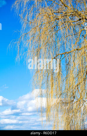 Birke im Frühjahr Stockfoto