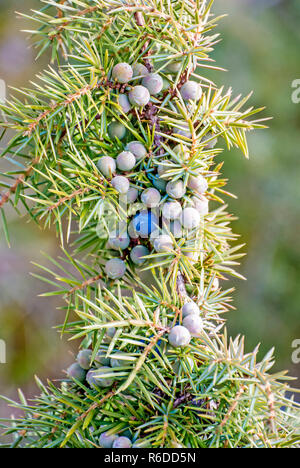 Wacholderbeeren Stockfoto