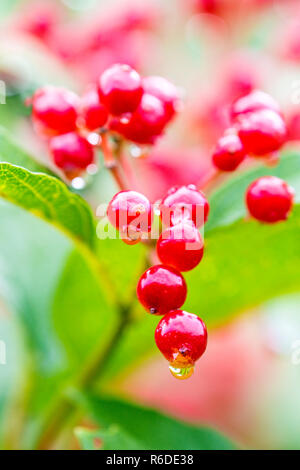 Gefüllte Schneeball mit Reife Beeren Stockfoto