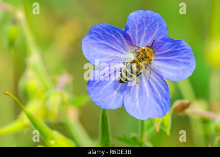 Biene auf Blume Wiese Geranium Stockfoto