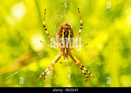 Wasp Spider, Weiblich in Ihrer Net Stockfoto