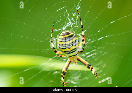 Wasp Spider, männliche Spinne im Netz Stockfoto