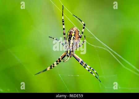 Wasp Spider, männliche Spinne im Netz Stockfoto