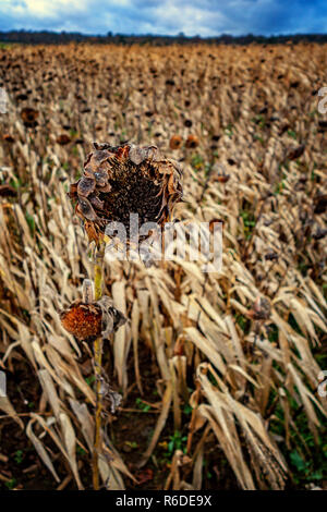 Nahaufnahme des toten Blütenköpfe in Bereich der sterbenden Sonnenblumen im Vordergrund auf den Pennine Way in der Nähe von Barnsley, England an einem stürmischen Wintertag Stockfoto