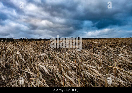 Sturmwolken über ein Feld von toten Sonnenblumen im Vordergrund. Stockfoto