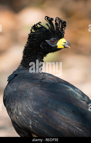 Close-up Schwarz curassow mit gedrehtem Kopf Stockfoto