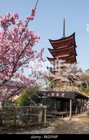 Five-Storied Pagode in Miyajima während Kirsche blossome Saison Stockfoto