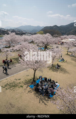 Hanami Party in der Kikkou Park während der Kirschblüte Saison Stockfoto