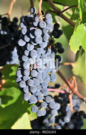 Rote Trauben wachsen in einem Weinberg in der Nähe von Montepulciano, Toskana, Italien, Europa Stockfoto