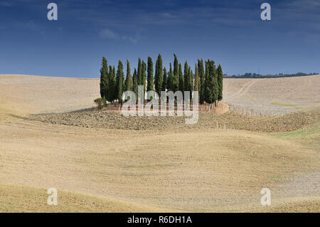 Abgeerntete Weizenfelder, gepflügten Feldes und Zypressen, Landschaft in der Nähe von Montalcino in der Provinz Siena, Toskana, Italien, Europa Stockfoto