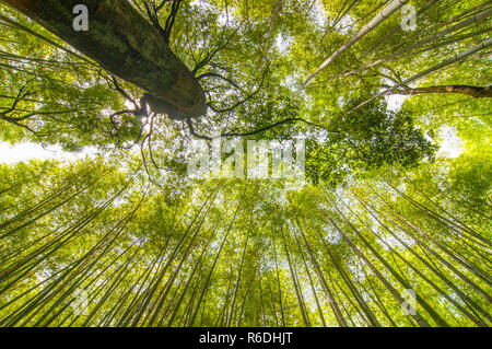 Bambuswald mit Sky in Arashiyama, Kyoto, Japan Stockfoto