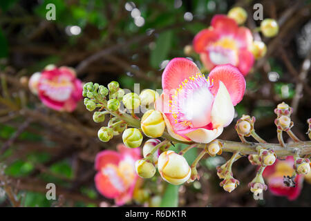 Cannonball Blume (Couroupita guianensis) am Baum Stockfoto