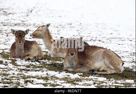 Weibliche Damwild mit Jungen im Winter. ein Rudel Damwild Stockfoto