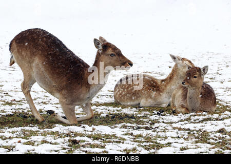 Weibliche Damwild mit Jungen im Winter. ein Rudel Damwild Stockfoto