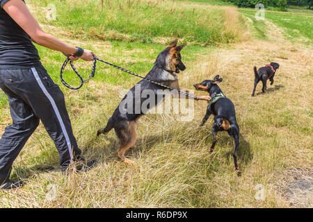 Hundespaziergang mit drei Hunden Stockfoto